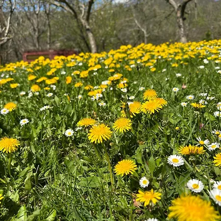 Vikendica Vrba Apartment